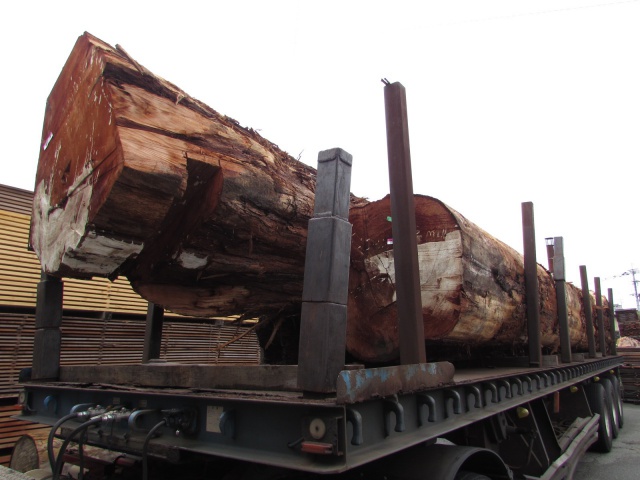 米杉（ベイスギ）　丸太