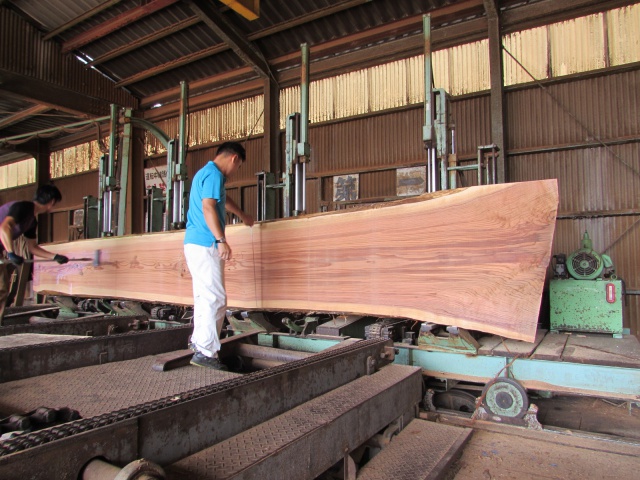 杉（スギ）丸太　製材