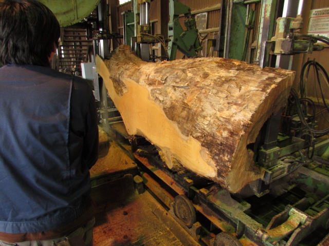 萵苣（チシャ）　無垢材