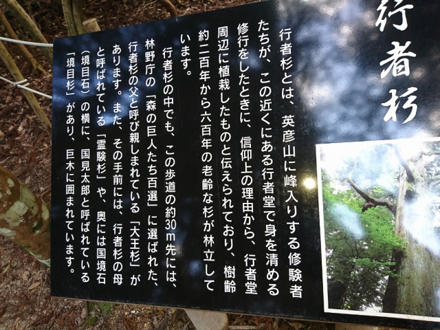 行者杉(ギョウジャスギ) 原木