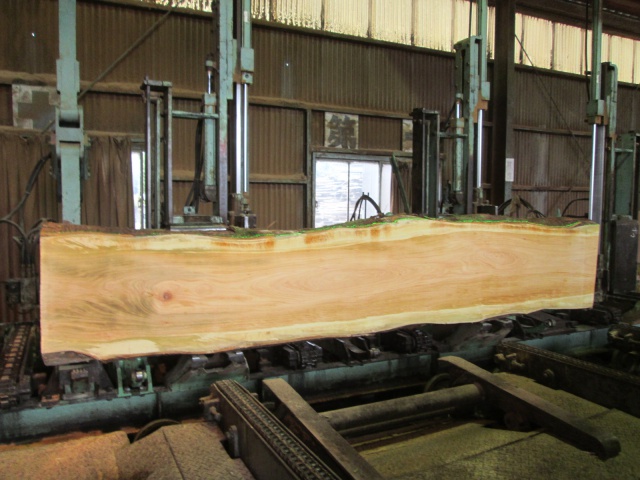 山桜（ヤマザクラ）　一枚板