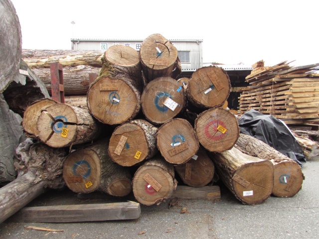 胡桃（クルミ）　丸太