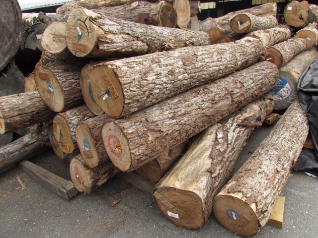 胡桃（クルミ）　丸太