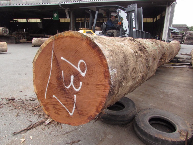 メルバウ　丸太