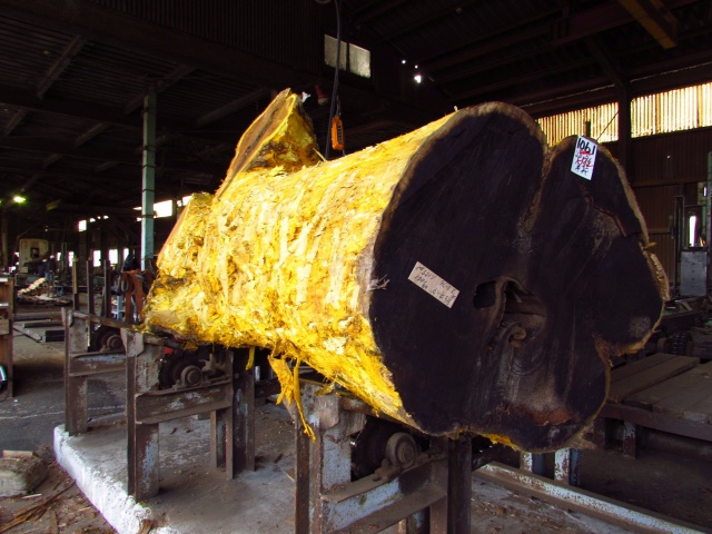 黄蘗（キハダ）　丸太