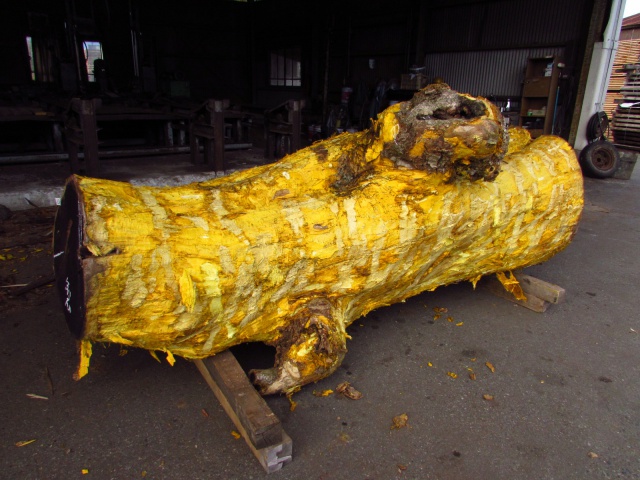 黄蘗（キハダ）　丸太