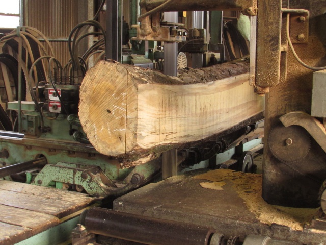 柿（カキ）　無垢材