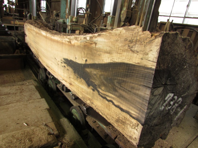 黒柿（クロガキ）　丸太