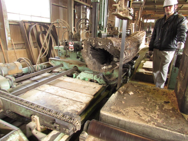 黒柿（クロガキ）　丸太