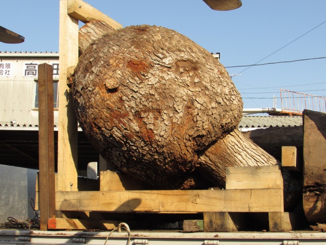 ホワイトオーク　丸太