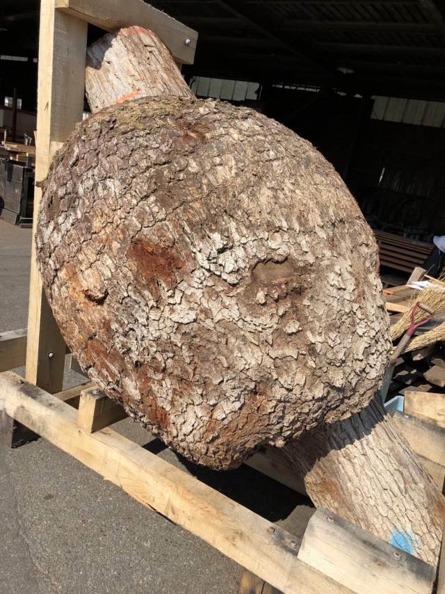 ホワイトオーク　丸太