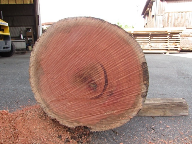 ケンパス　丸太