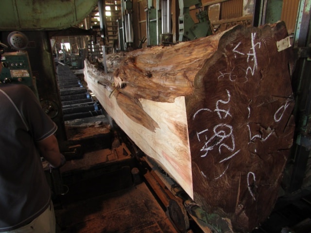 メタセコイア　丸太