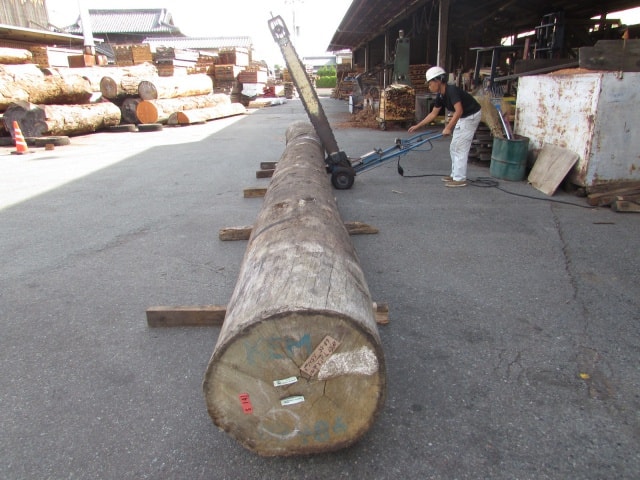 ケンパス　丸太