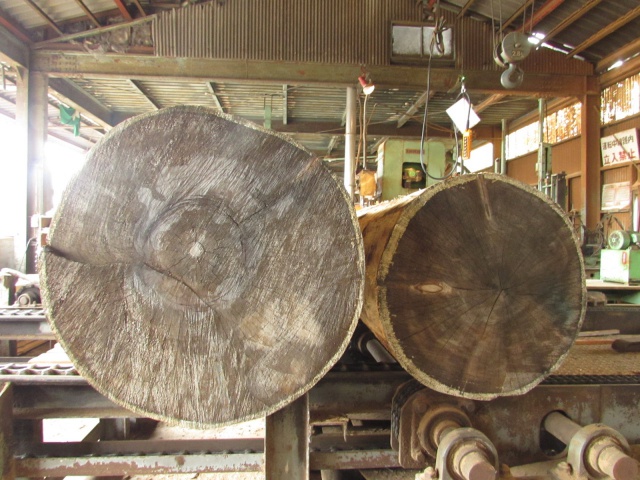 紅松（ベニマツ）　丸太