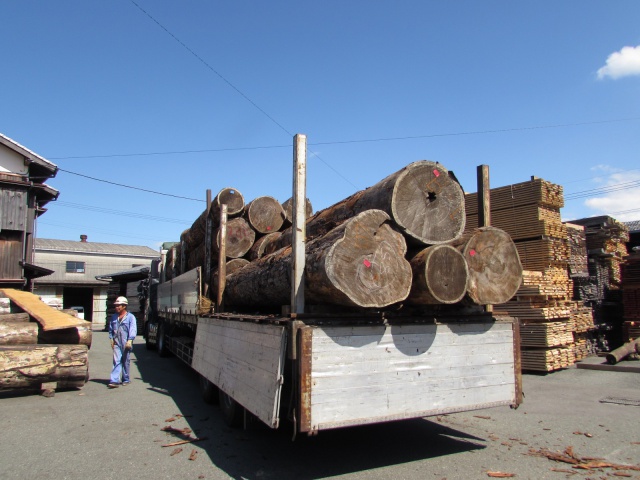 紅松（ベニマツ）　丸太