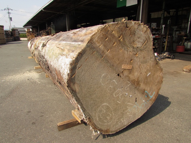 スプルース 丸太