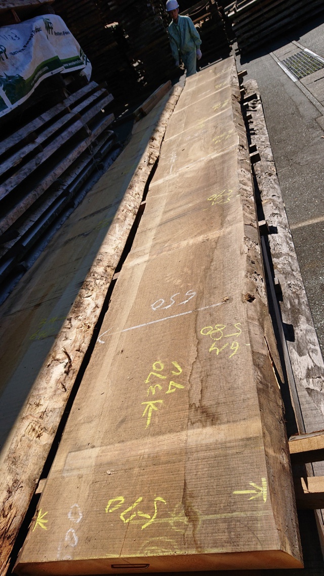 銀杏（イチョウ）　一枚板