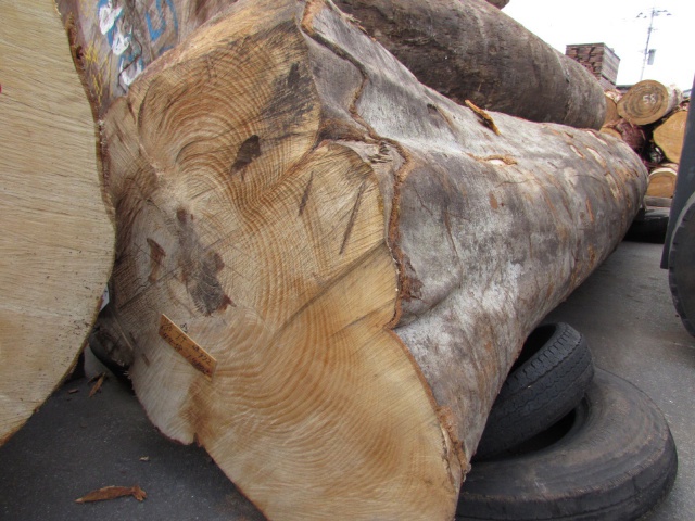 椈（ブナ）　丸太