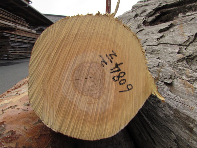 百日紅（サルスベリ）　丸太