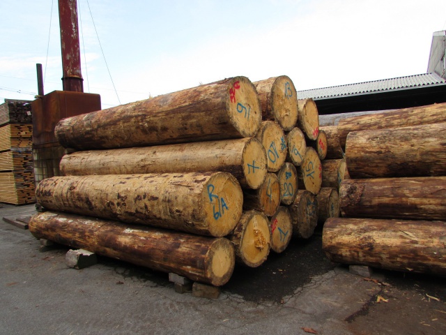 ヨーロピアンスプルース　丸太