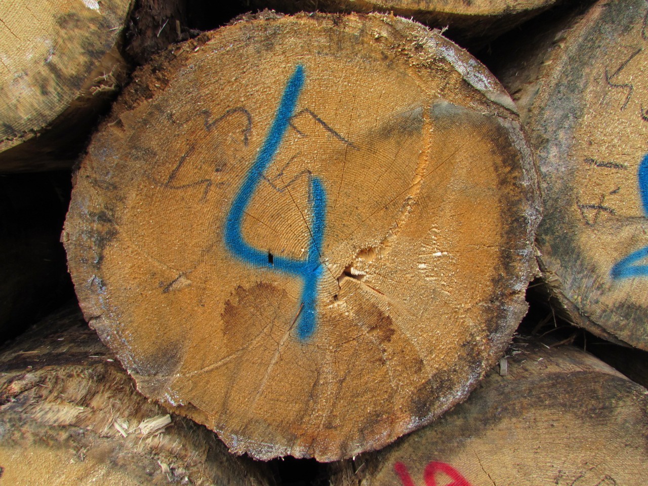ヨーロピアンスプルースの原木が大量入荷 入荷 高田製材所スタッフブログ 1