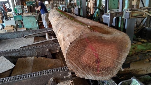 キソケトン　丸太