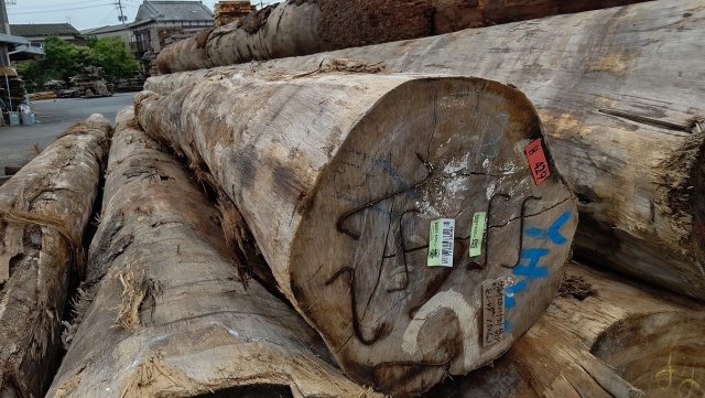 イエローハードウッド　丸太