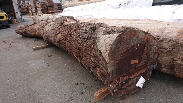 ウォールナット　丸太