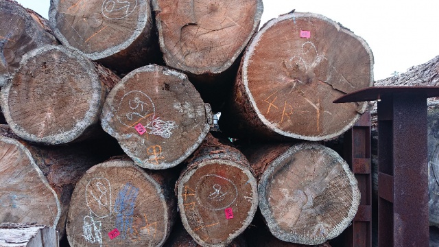 紅松(ベニマツ) 丸太