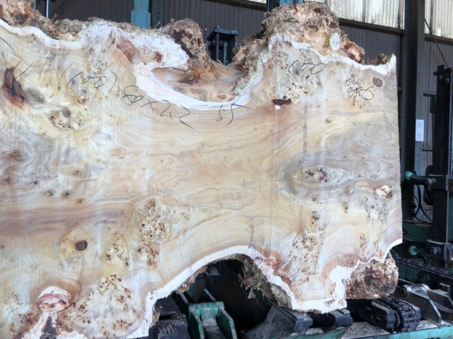 ポプラ　無垢材