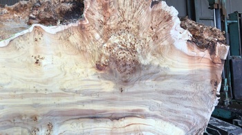 瘤杢入りメープル原木を製材しました。