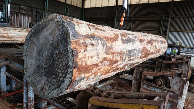 紅松（ベニマツ）　無垢材