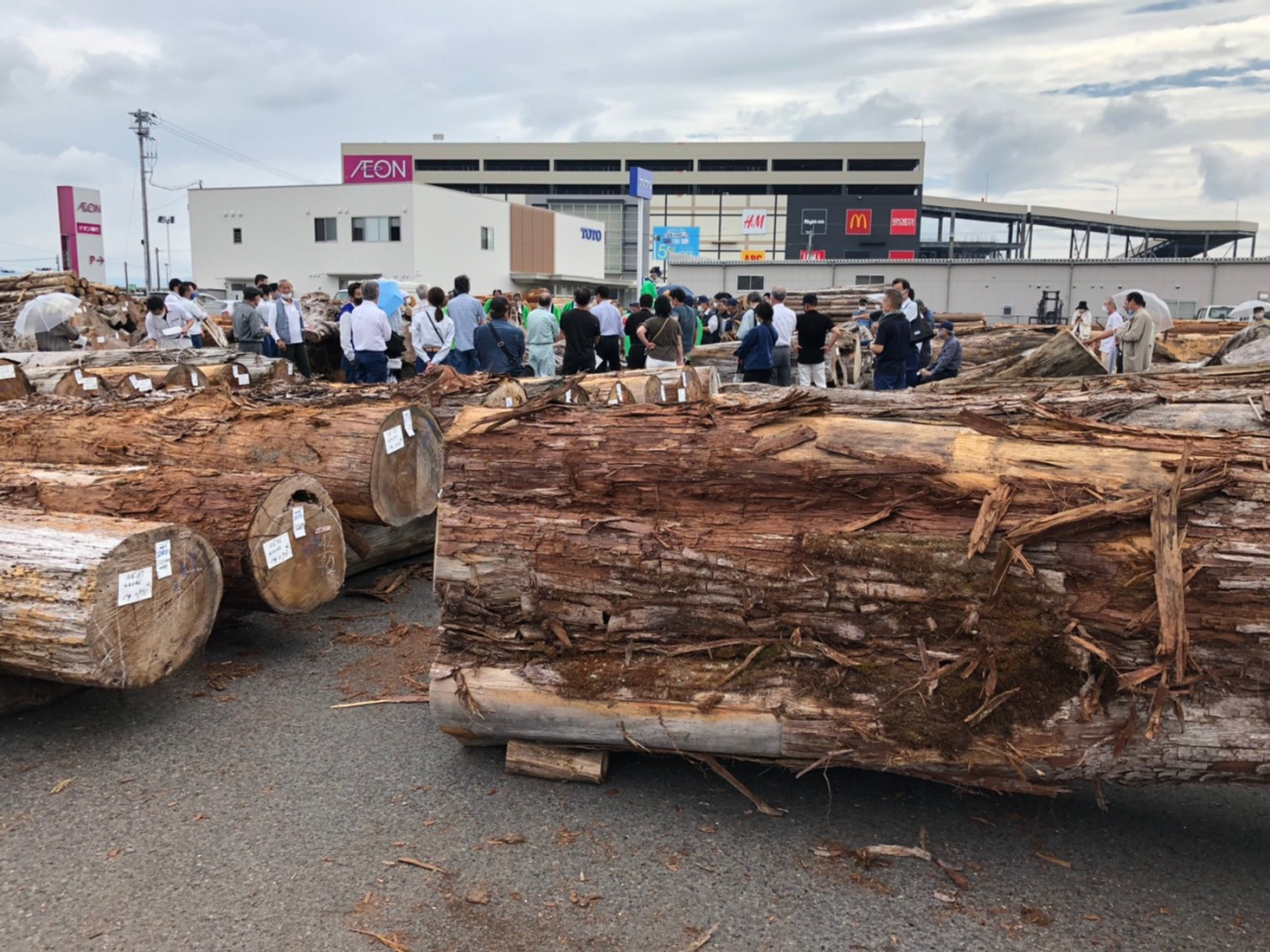 超貴重！屋久杉の入札 | 原木 | 高田製材所ブログ | 高田製材所