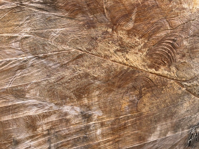 屋久杉（ヤクスギ）　丸太