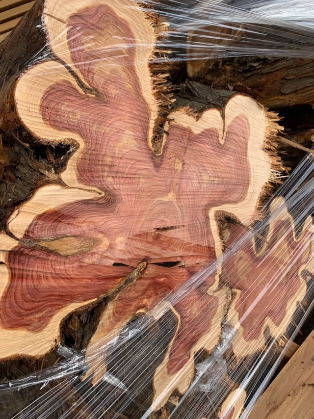 貝塚伊吹（カイヅカイブキ）