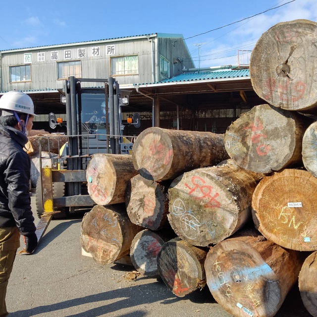 紅松（ベニマツ）　丸太