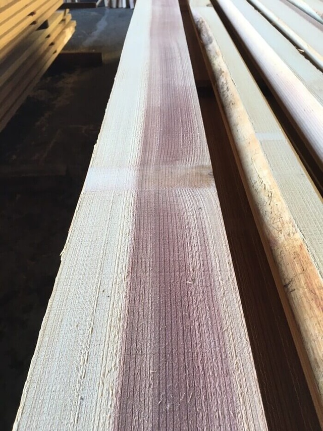 吉野杉　ヨシノスギ