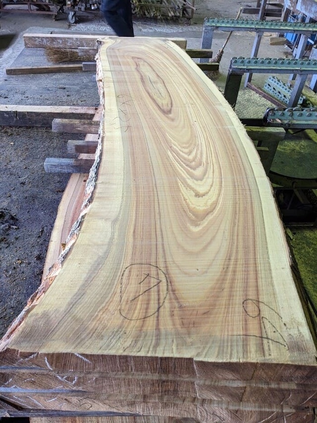 楠（クスノキ）　無垢材