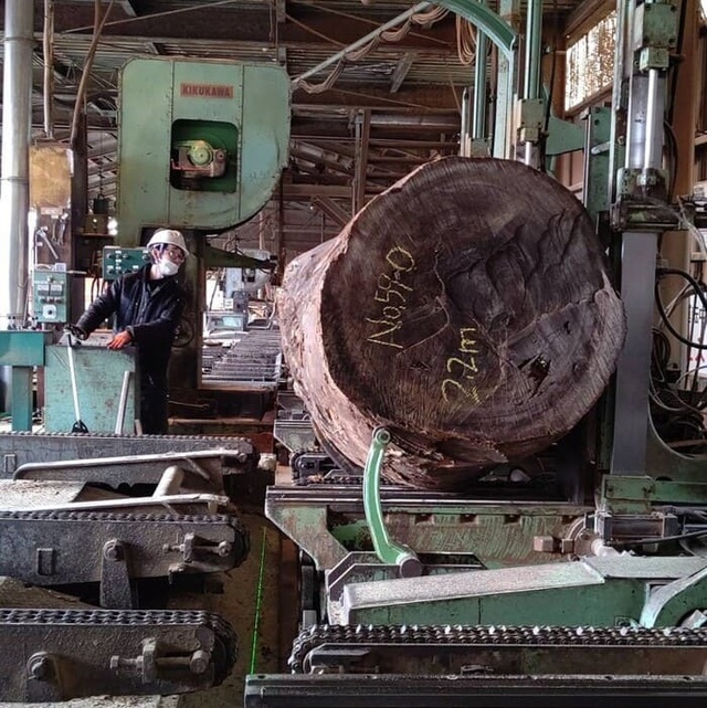 楠（クスノキ）　丸太