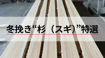 冬挽き ❝ 杉（スギ）❞ 特選