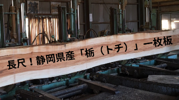 長尺！静岡県産「栃（トチ）」一枚板