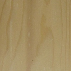 黒蝦夷松(クロエゾマツ)