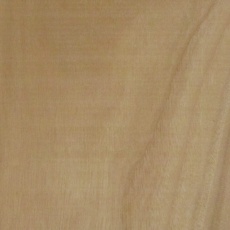 楠(クス)